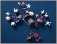 Horny Goat Weed ingredient illustration